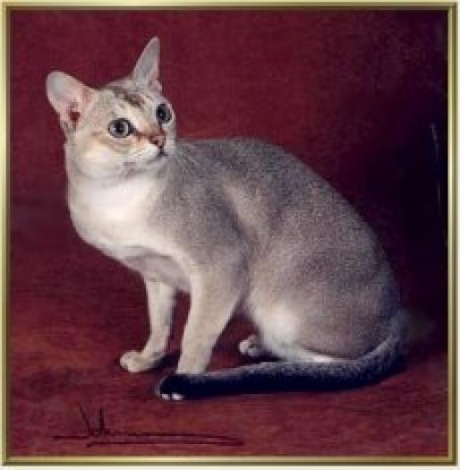 singapura02 - Pisici
