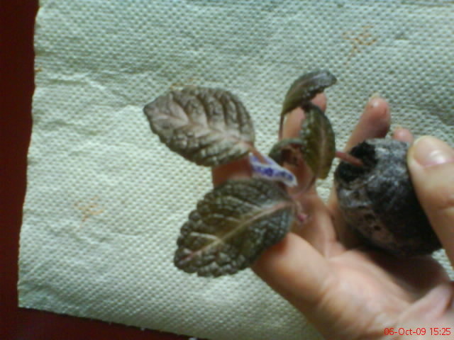Episcia Raspberry Blush; Episcia Raspberry Blush
