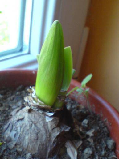 SSVHRACYUNEASMEUFPS - hippeastrum