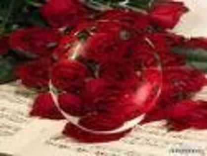trandafiri rosi 1