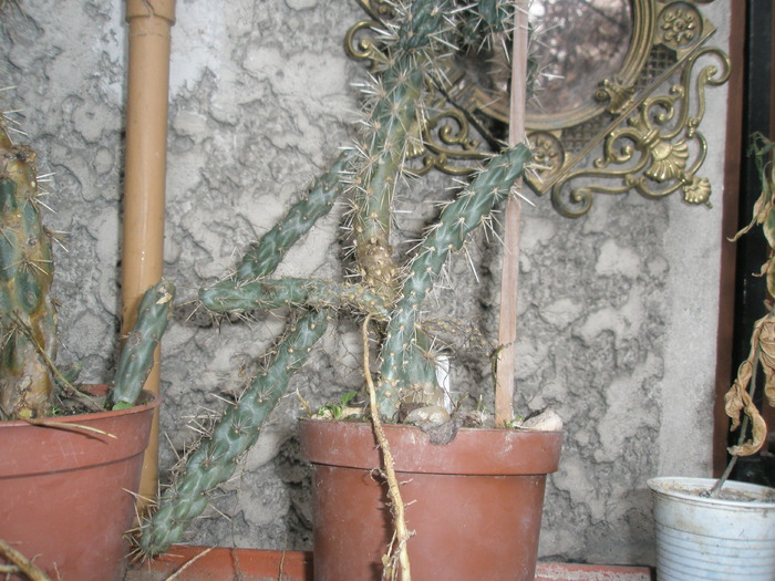 partea inferioara - plante de exterior - 2009 - 2010
