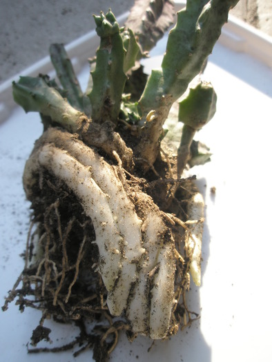 Caralluma europea 2 - butasi subterani - 29.09