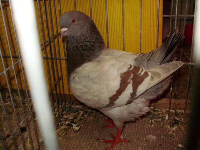 06860 modenezg brown 1