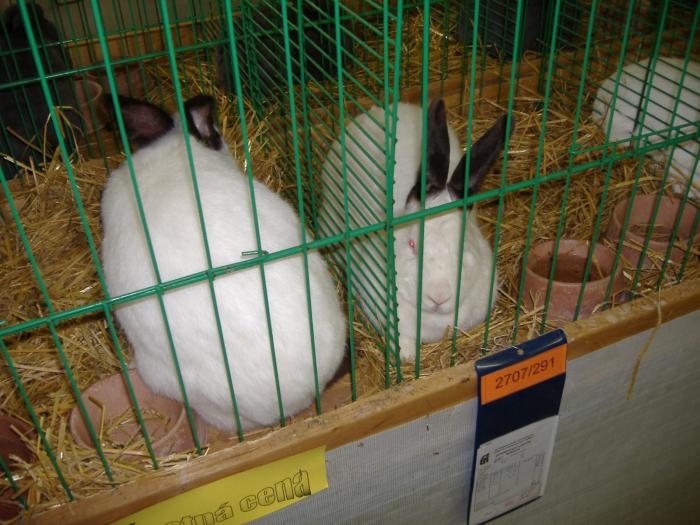 Nitra 06.12.2008 060