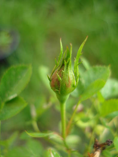 True Love rose, 12may2009 - True Love miniature rose