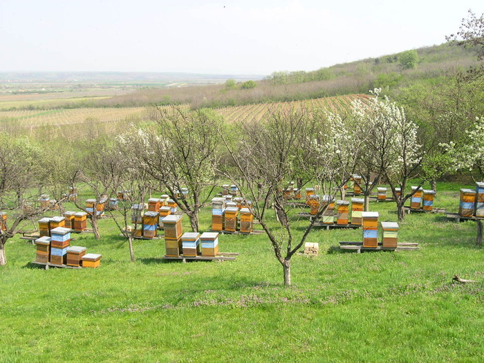 P4091980 - Majevic profesional apicultor