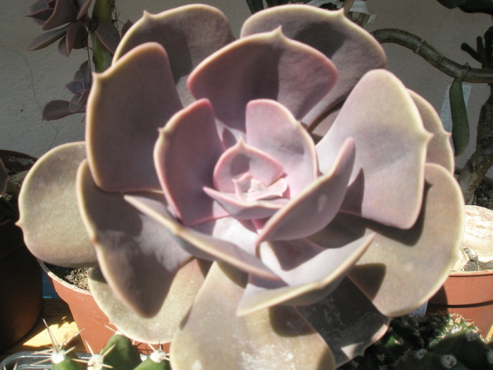 Echeveria mama