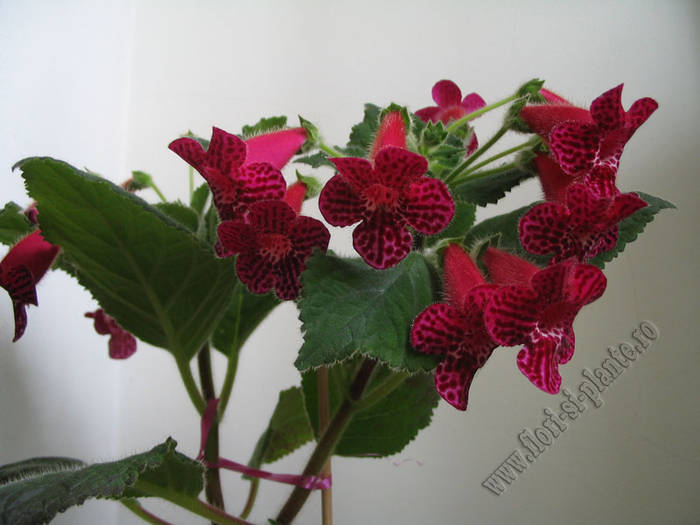 Kohleria Jester 10