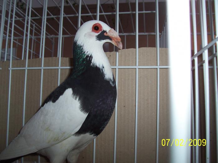 Expo Oradea 2009 063