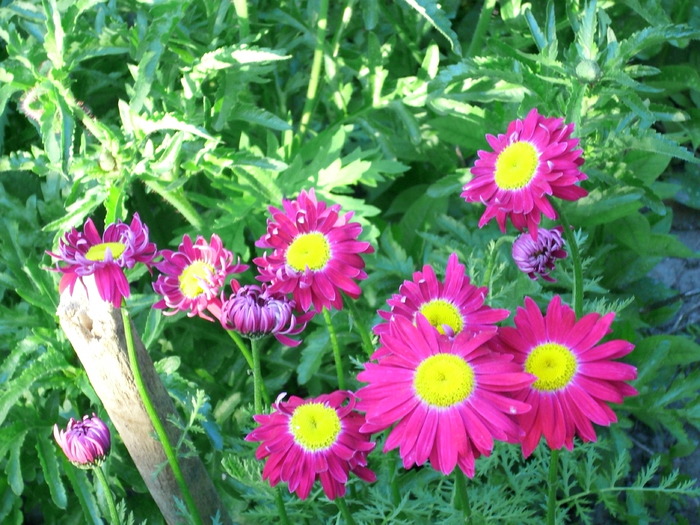 DSCI0501 - flori din gradina mea