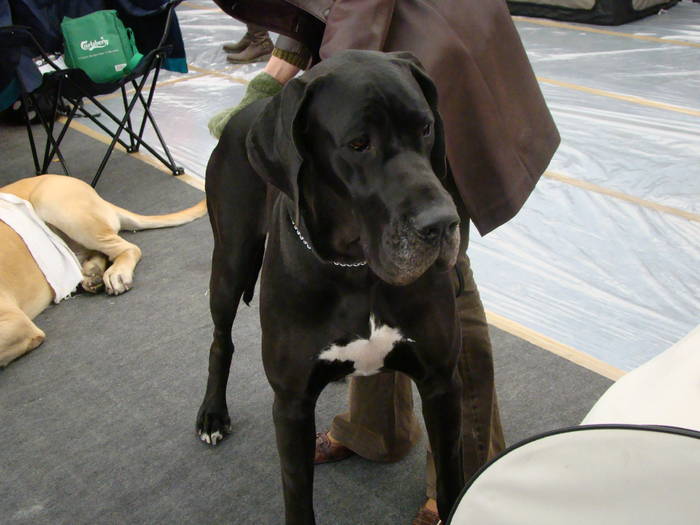 Picture 064 - Expo CACIB Cluj Napoca 15 11 2008