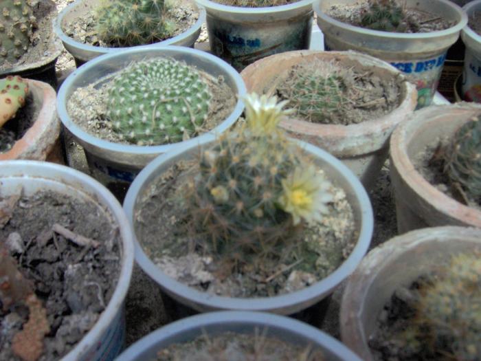 Picture 026 - 1 poze vechi cu Flori si Cactusi