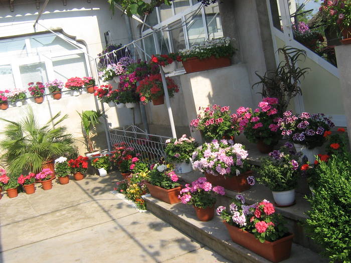 24 mai 005 - muscate 2009