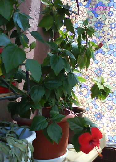 DSC00179 - Flori 2009