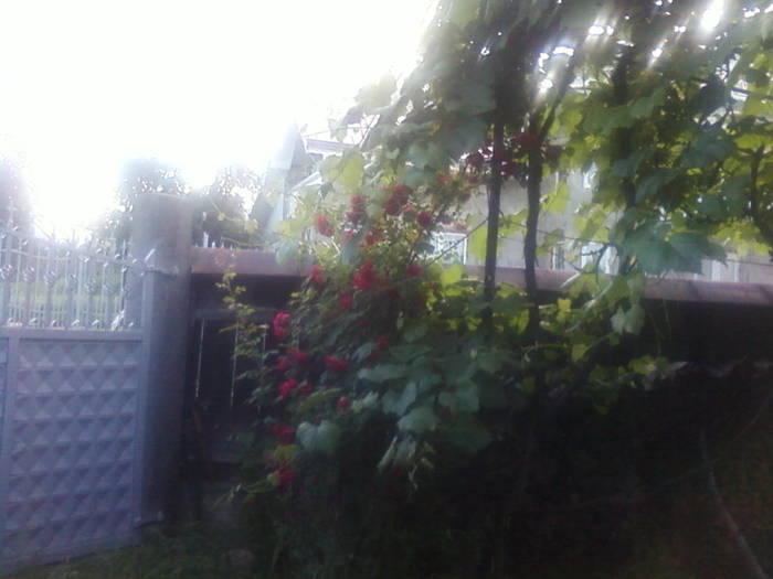 Fotografii-0106