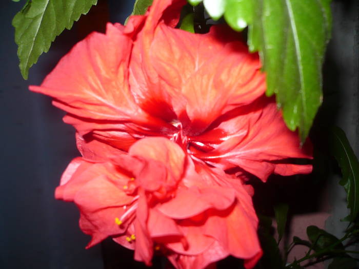 27.07.2009 013 - Flori