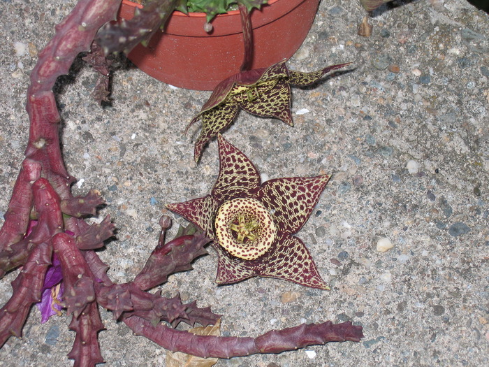 IMG_0400; STAPELIA STEAUA SERIFULUI
