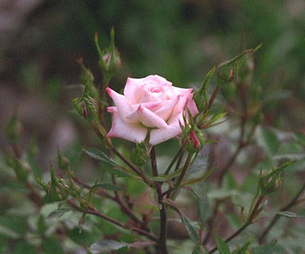 rose008 - Trandafiri