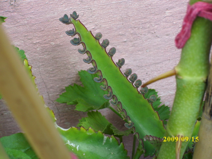 DSCI1213 - plante suculente-cactusi