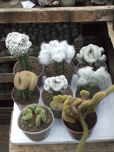 Grup plante cristate - colectia mea de cactusi