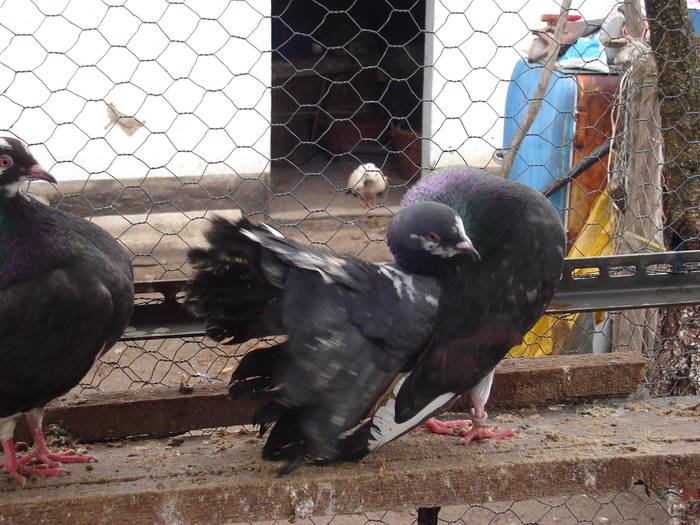 64 - D Porumbei Voltati Vechi