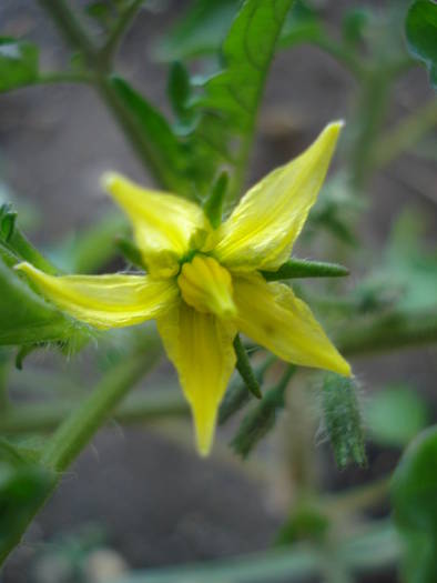 Tomato Cerise (2009, May 10)