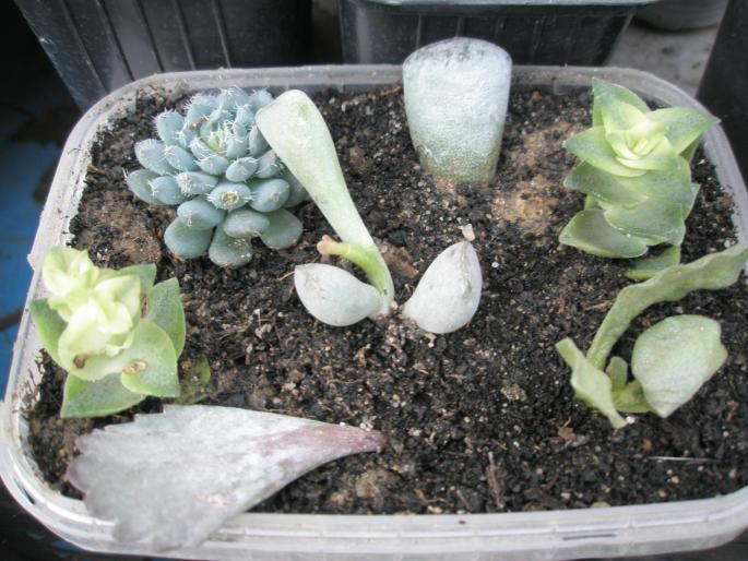 plante puse la prins - DIVERSE