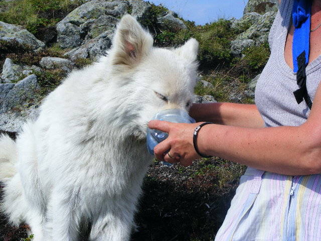 DSCF4440 - 2 august 2009 Traseu Suior Secatura Creasta Cocosului Gutaiul Doamnei  Vf Gutai