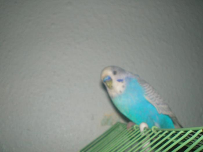 P9150104 - papagalul meu