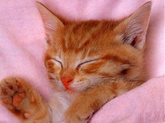 pisicutza somnoroasa