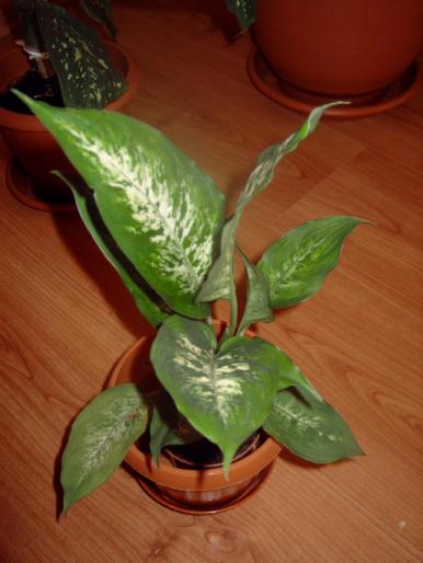 dieffenbachia  - Plantele mele de interior