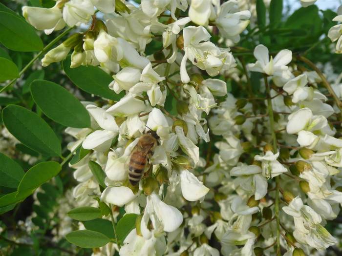 P1040455 (Large) - flori si albine