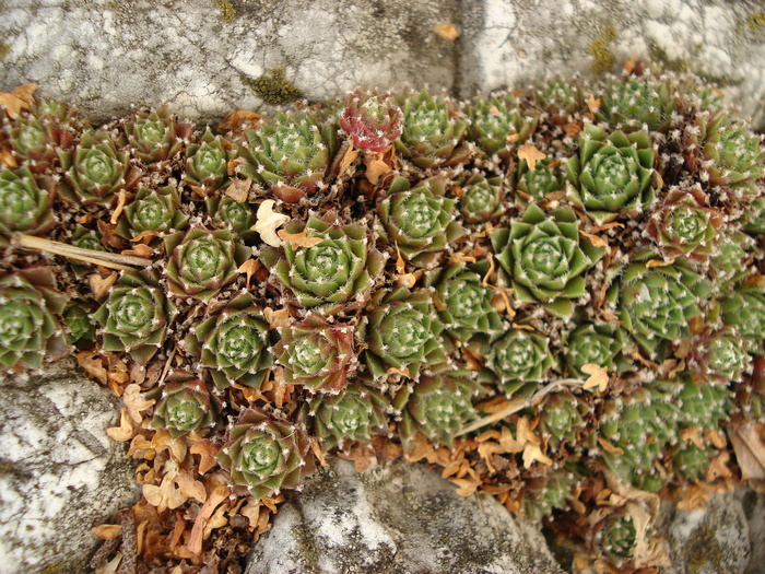 DSC01595 - Sempervivum