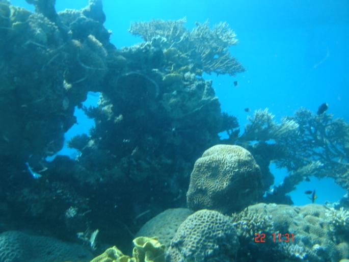 518 Israel - Eilat - The Observatory Marine Park - 2008 ISRAEL NOIEMBRIE