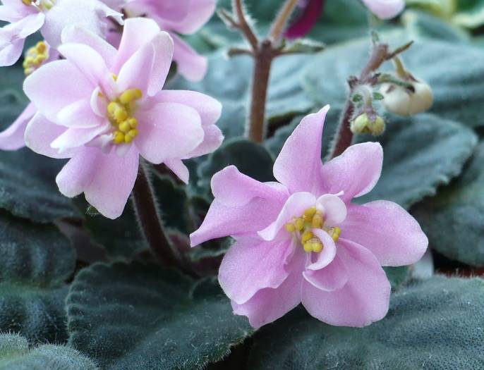 Rose Marie - Saintpaulia - violete de camera