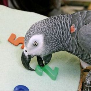 papagal%20depresiv%20tratat%20cu%20prozac-8209[1]