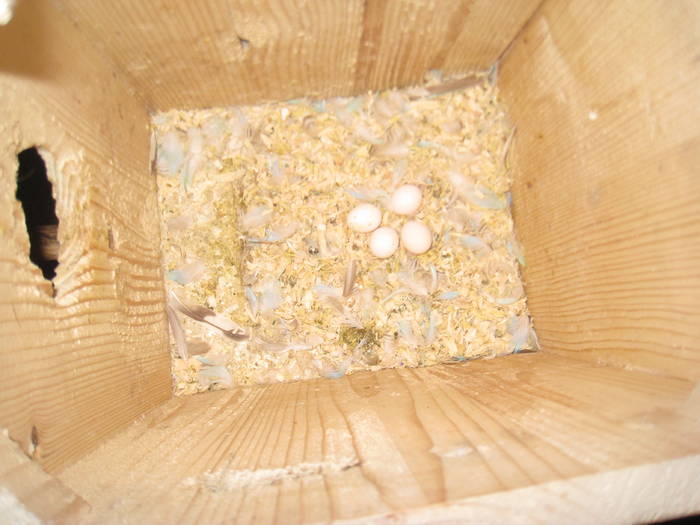 a doua serie de ouo din 2009