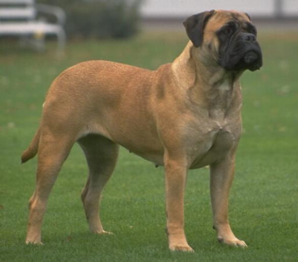 BULLMASTIFF - RASE CAINI