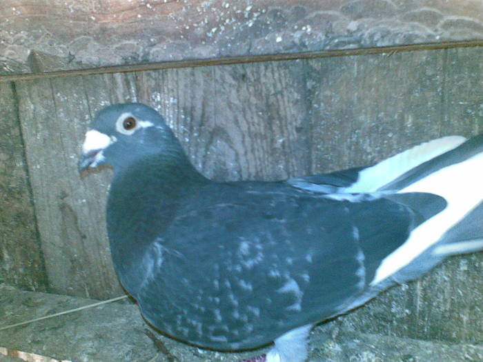 POR - Porumbei voiajori