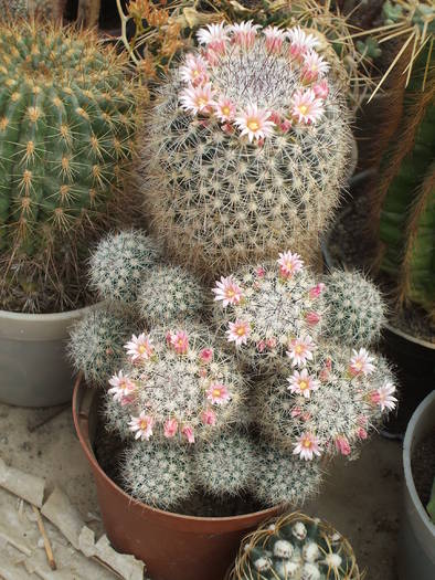 Mammilaria bicolor - colectia mea de cactusi