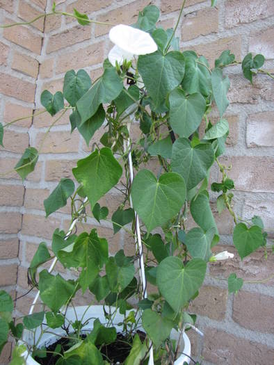 Ipomoea alba 5 aug 2009 (1)