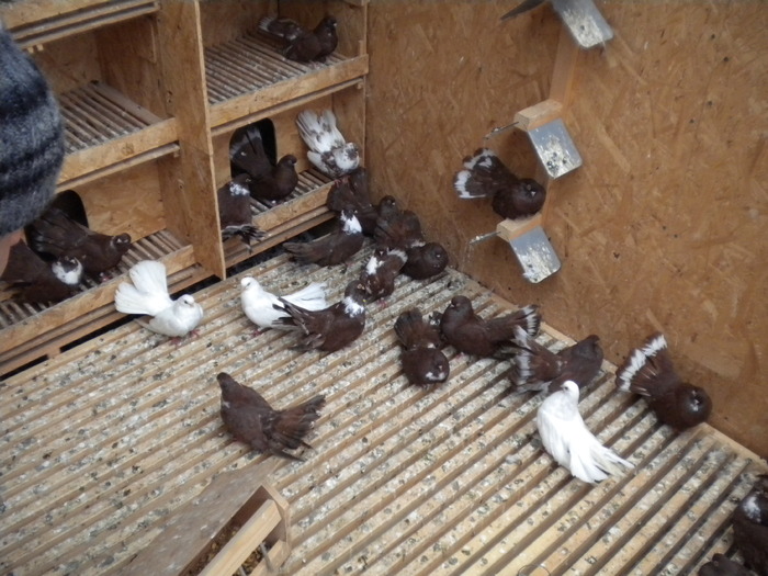 Picture 118 - Raicu 1