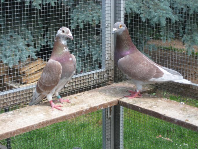 Perechea 14. Sylvere Toye - CRESCATORIA MEA