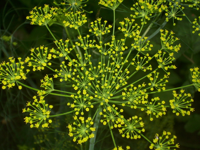 floare de marar - legume