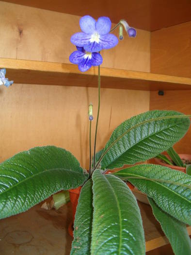 Margret 1-05-09 - Streptocarpus