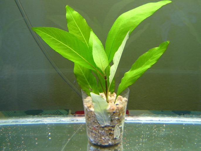 2 1 Hygrophila Corymbosa Stricta