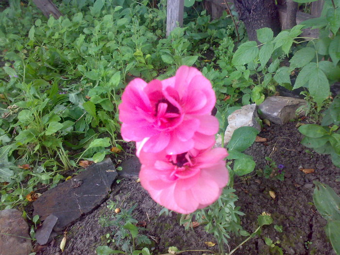 ranunculus - Florile din gradina mea - 2009