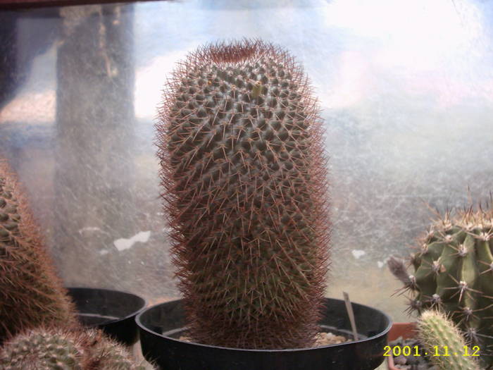 80-Mammillaria obconella - cactusi