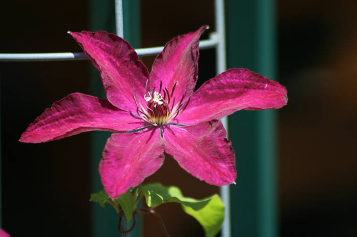 Clematis Westerplatte - garden 2009