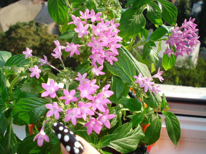 PENTAS